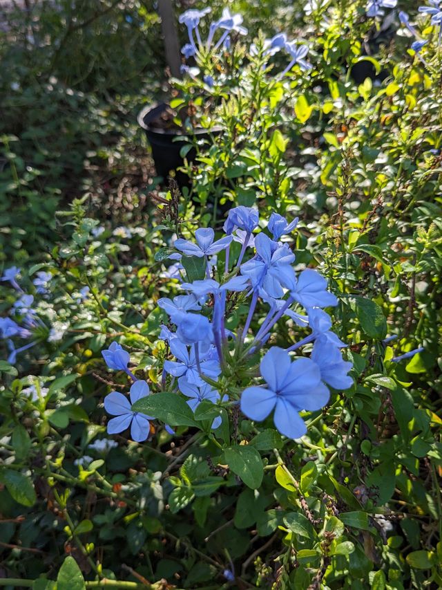 Best Florida Native Plants for Butterflies: Top Picks to Attract Beauty