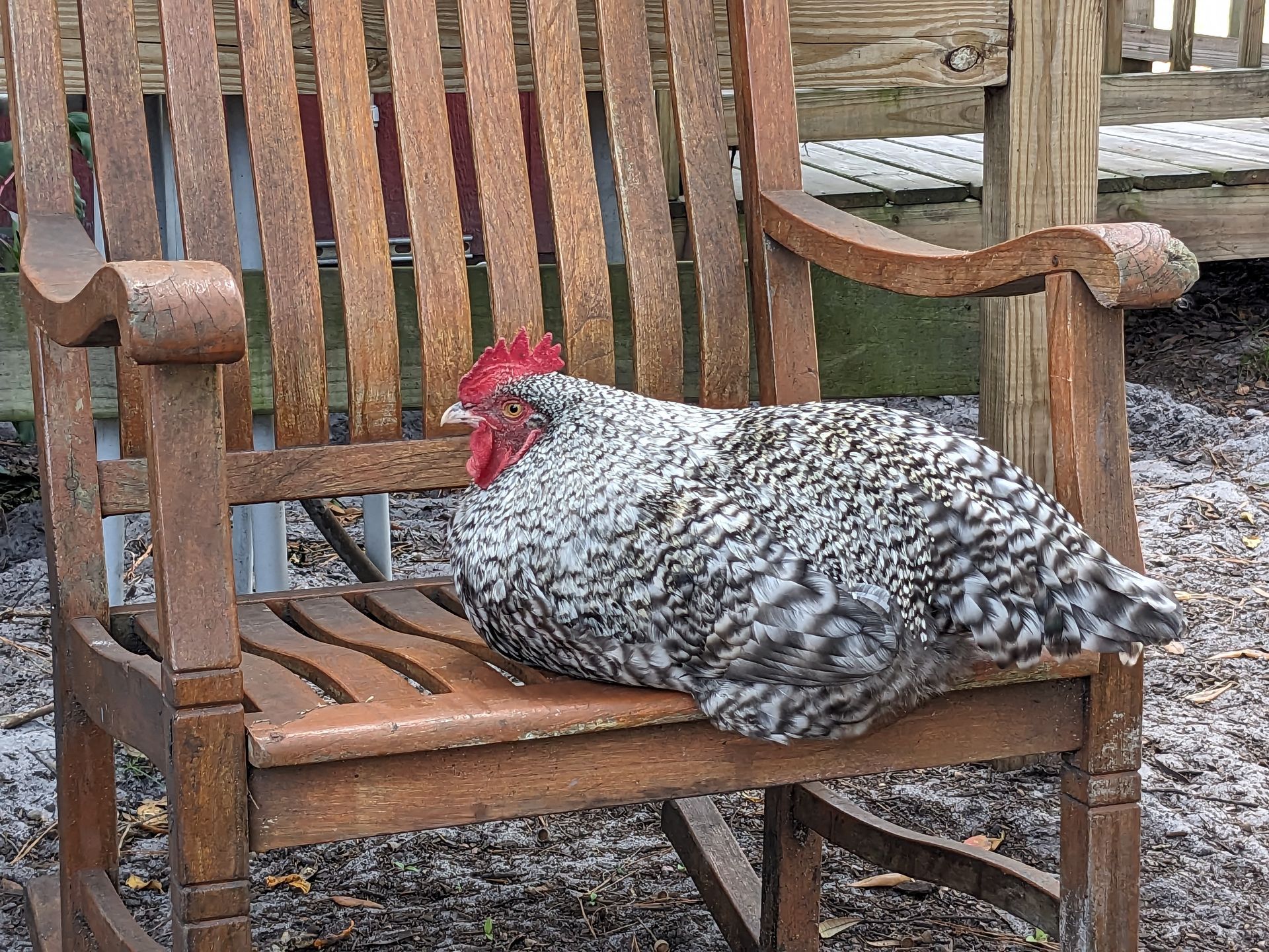 Chicken resting on a wooden rocking chair outdoors in a Florida animal farm