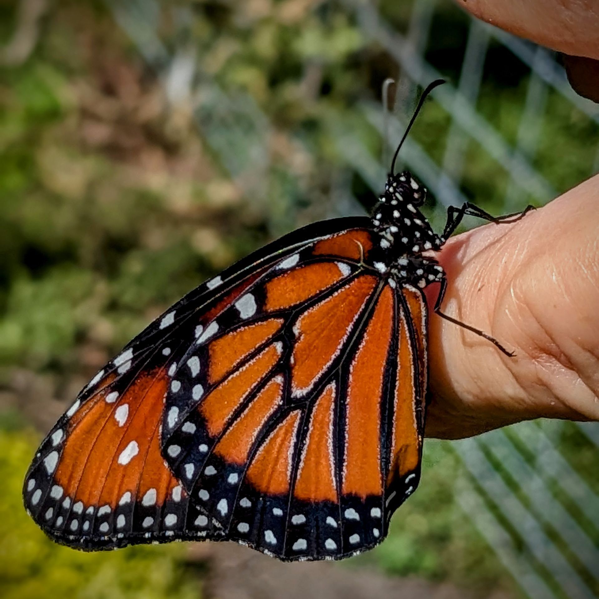 Monarch butterfly with orange and black wings, perched on a finger in a Florida animal farm