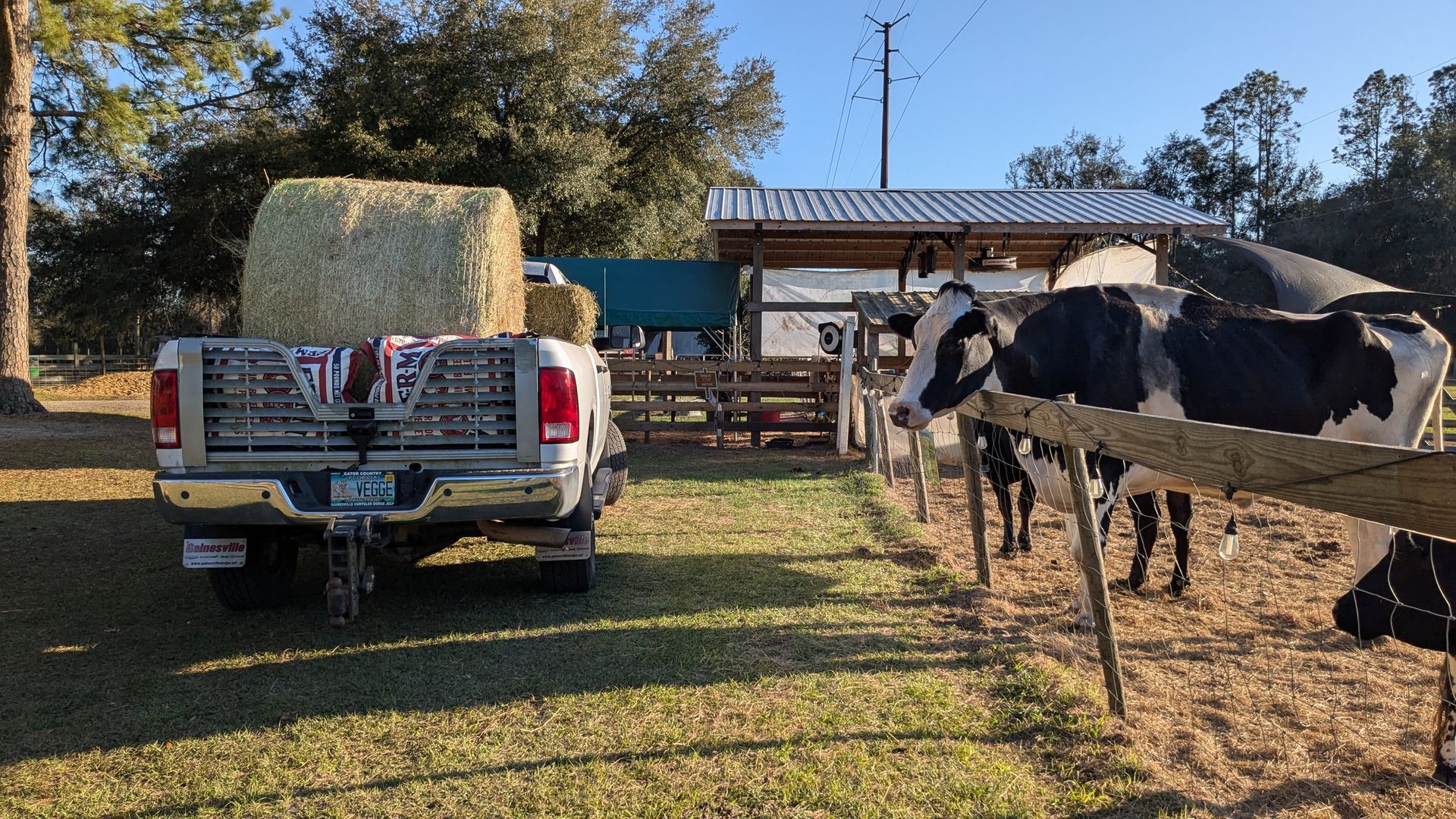 A truck loaded with hay bales parked near a fence with cows in a grassy field in a Florida animal farm