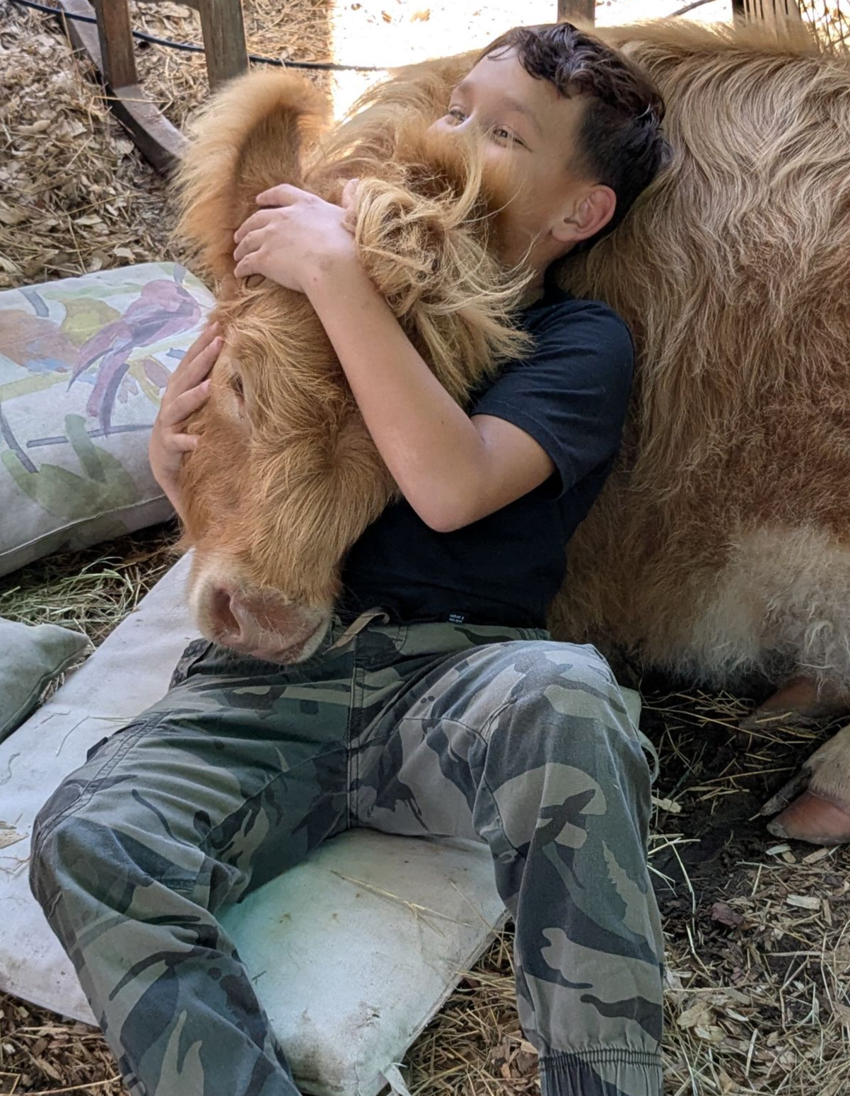 Boy embracing a fluffy, light brown cow, sitting outdoors. The cow rests its head on his shoulder in a Florida animal farm