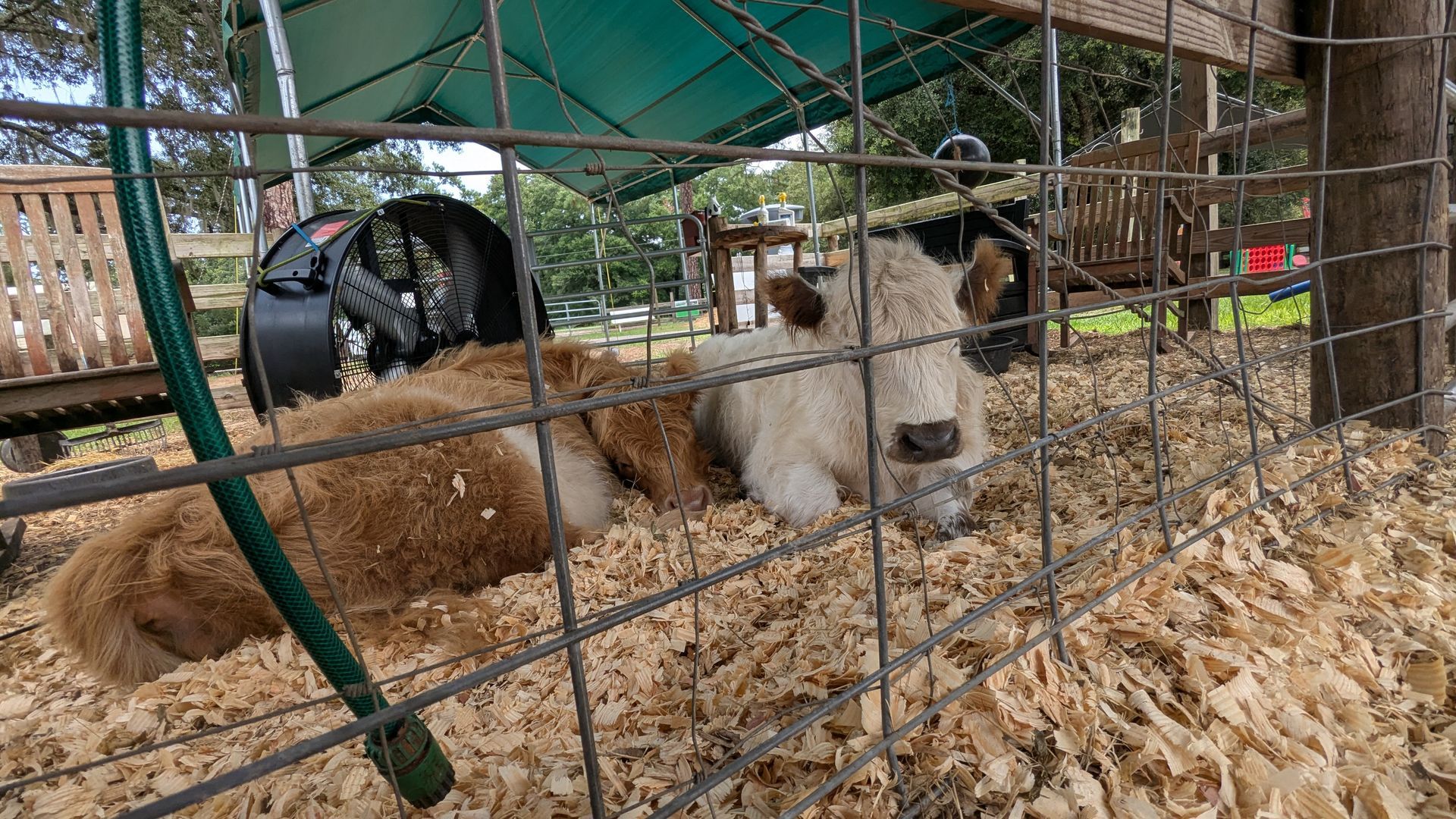 Small cow with white and brown fur, laying on wood shavings in a fenced enclosure in Rooterville