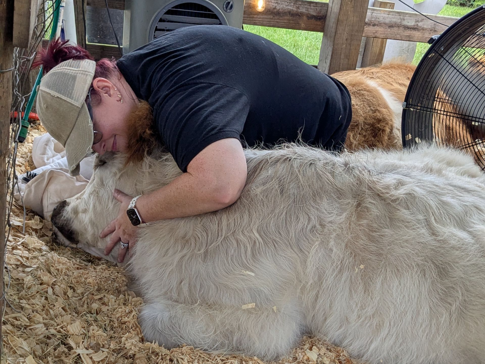 cow cuddling in Florida