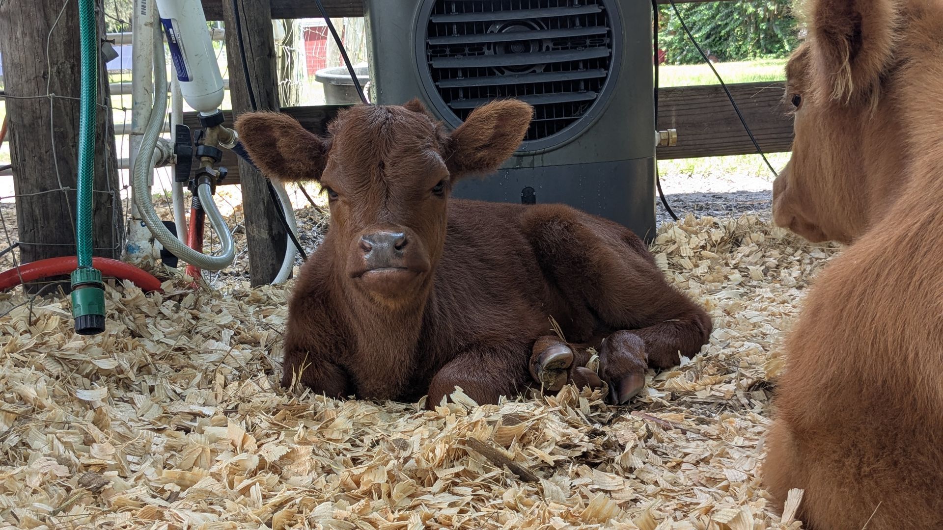cows eating in stable 
