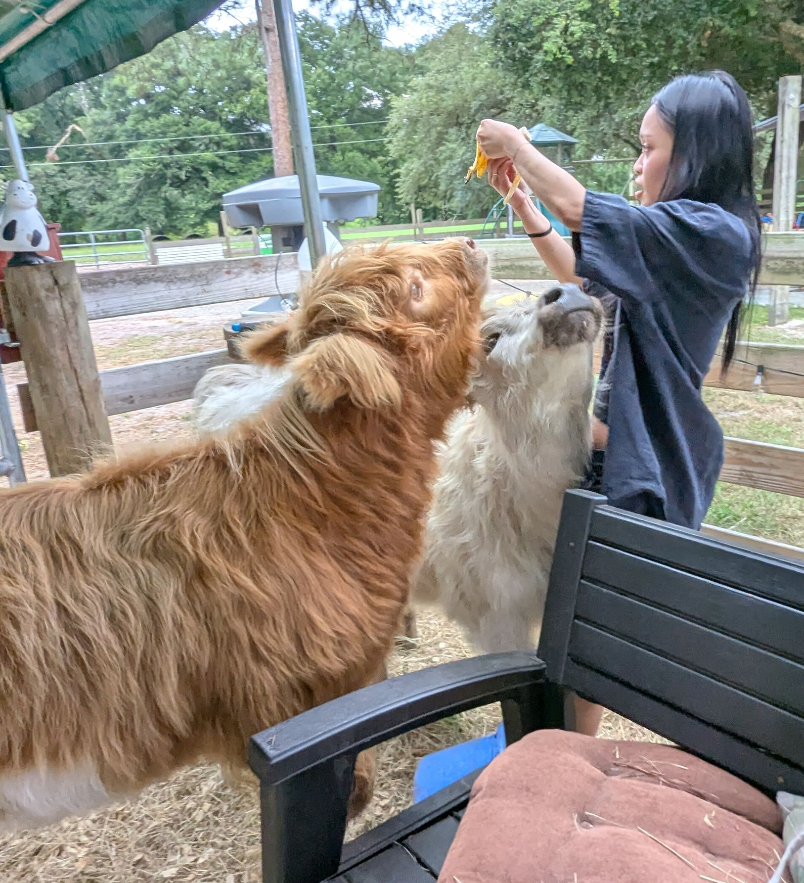 Woman feeding miniature cows at an outdoor pen. One cow is brown, another is white in a Florida animal farm