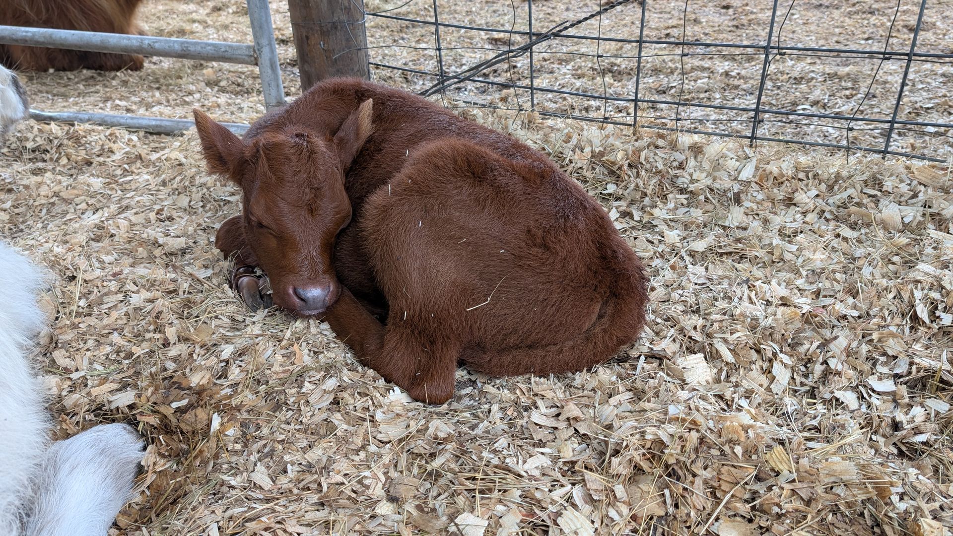 Brown calf curled up sleeping on wood shavings in a Florida animal farm