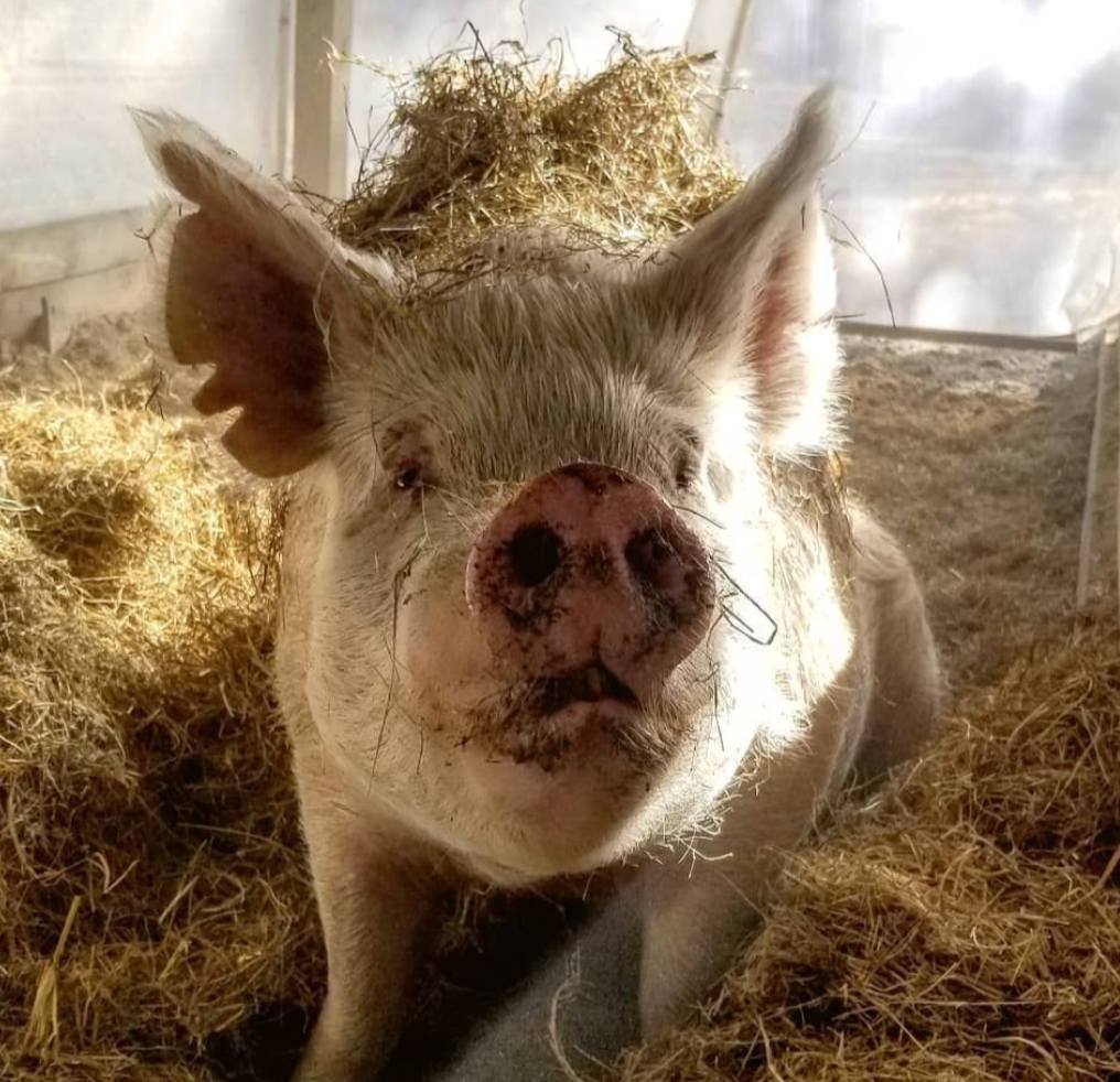 A petting farm full of friendly faces—laughter, learning, and love abound!