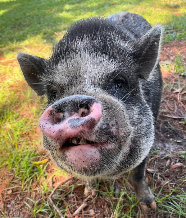 Black and white pig with a large snout looking at the viewer. It stands on grass in a Florida animal farm