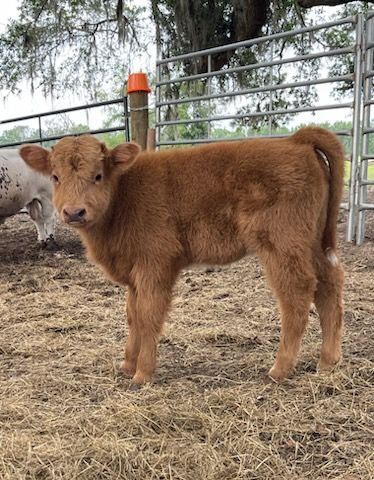 Brown calf standing in a pen with hay, looking towards the camera in a Florida animal farm