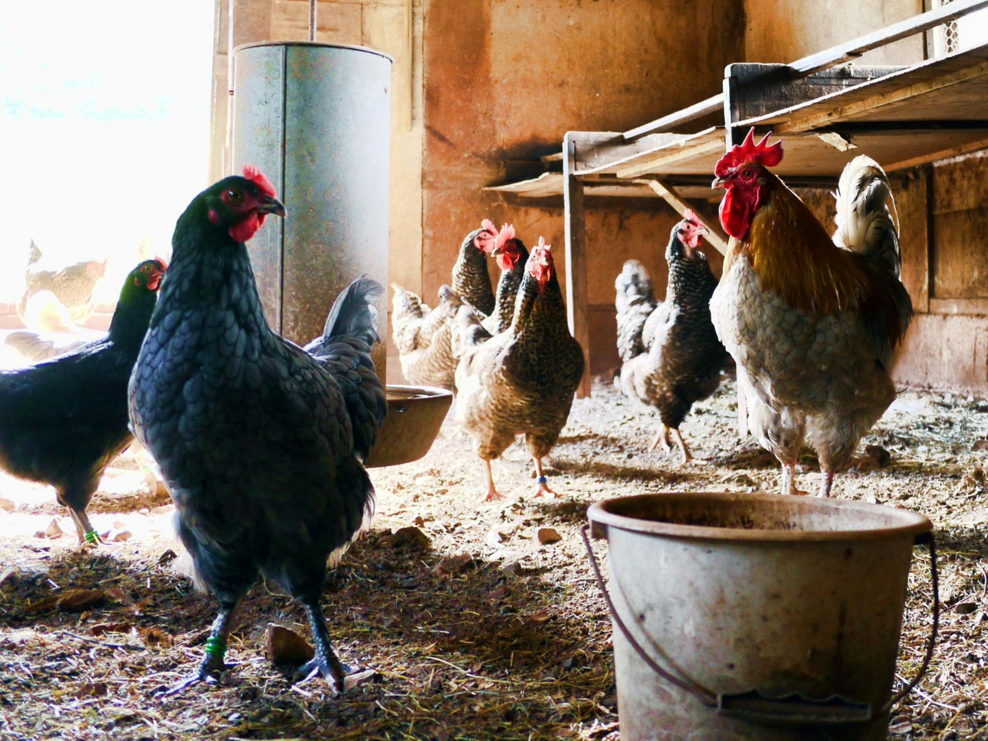 Chickens inside a coop. Several birds with red combs and wattles gather near a metal bucket in Rooterville
