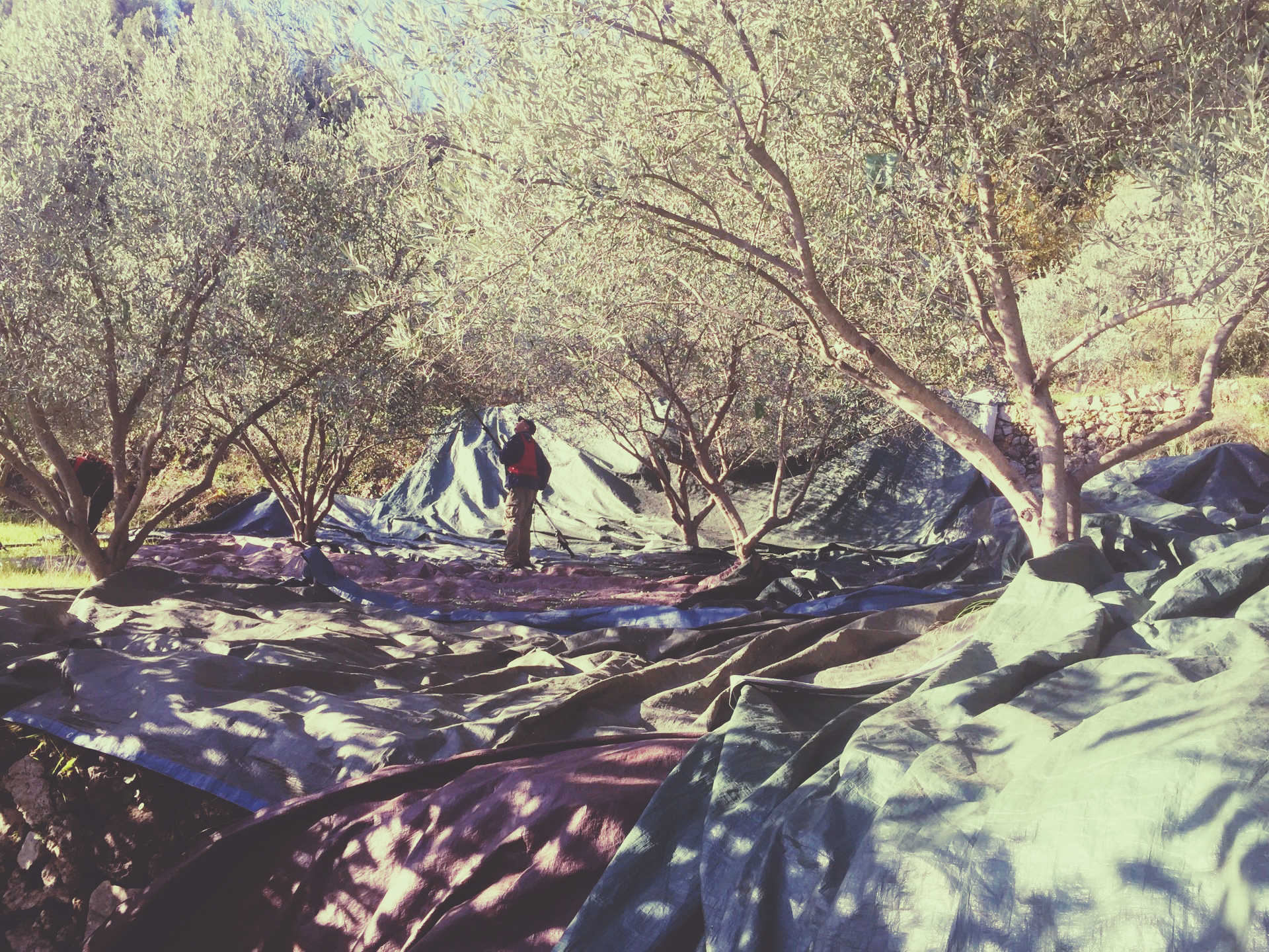 Domaine des escavalins - mediterannee - PACA - alpes cote azur - foret - agro foresterie Provence - olives - WWOOF - helpex - oliveraie - producteur huile olives - extraction huile - producteur bio - ramasser olive - cueillette - peigne olive - vendange