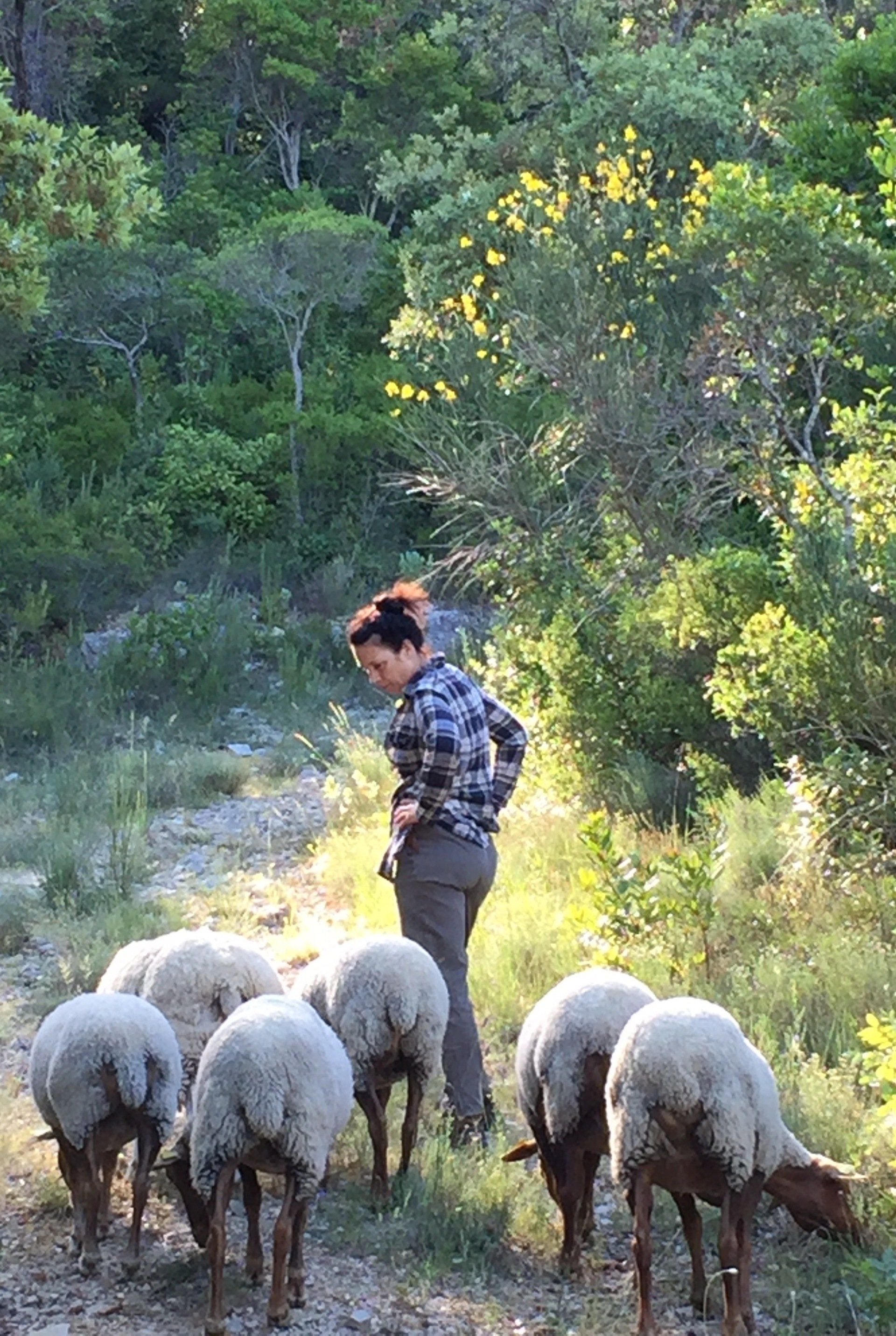 Domaine des escavalins - Provence - FERME - bastide - BREBIS -  olive   - vacances a la ferme -  chevre - poule - legume - permaculture - agriculture bio- cueillette - forestier - coq