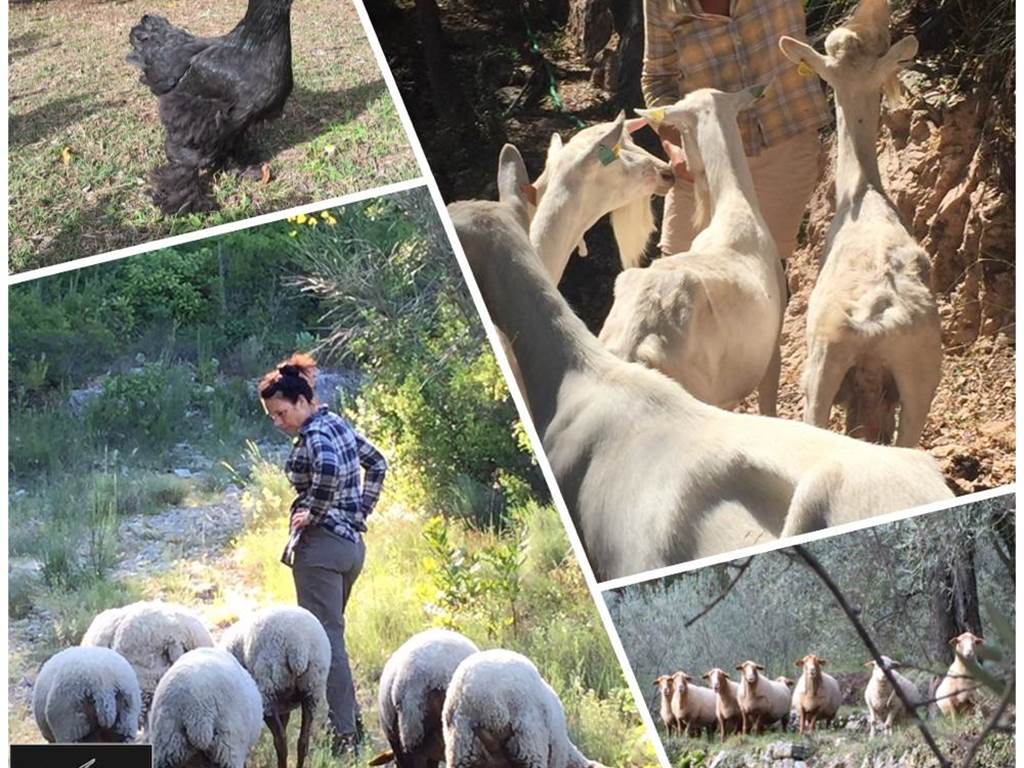 Domaine des escavalins - Provence - gite - bastide - oliveraie - producteur huile olive   - vacances - olives - sentier - piste montagne  - GR - PACA - alpes cote azur