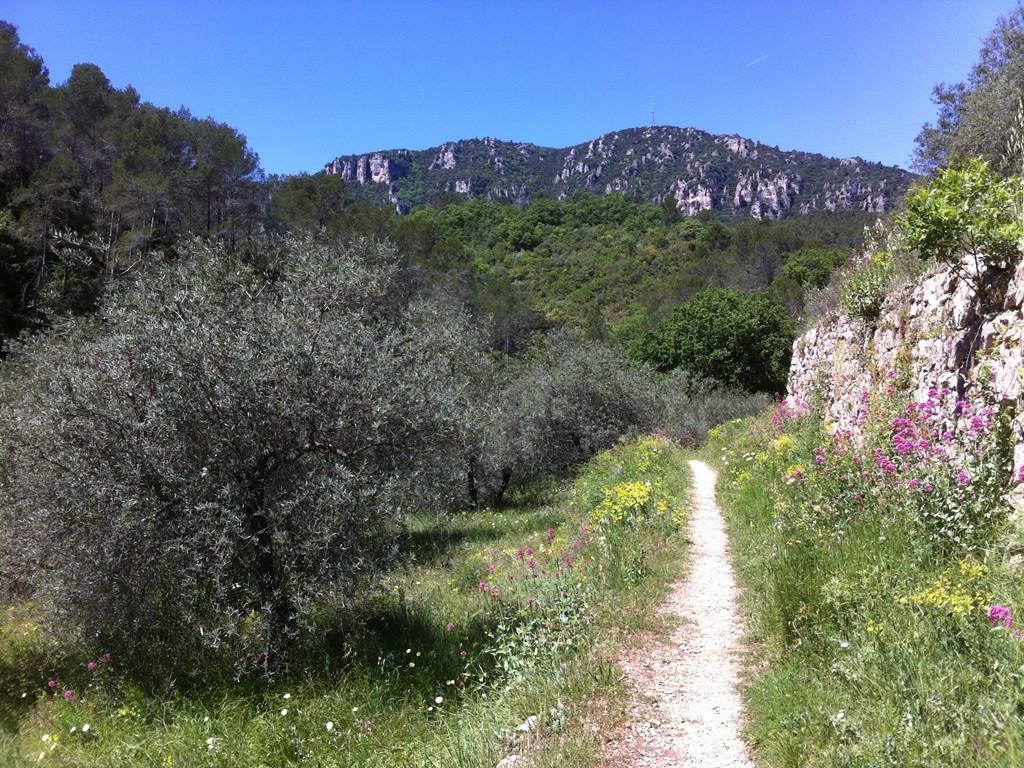 Domaine des escavalins - Provence - gite - bastide - oliveraie - producteur huile olive   - vacances - olives - sentier - piste montagne  - GR - PACA - alpes cote azur