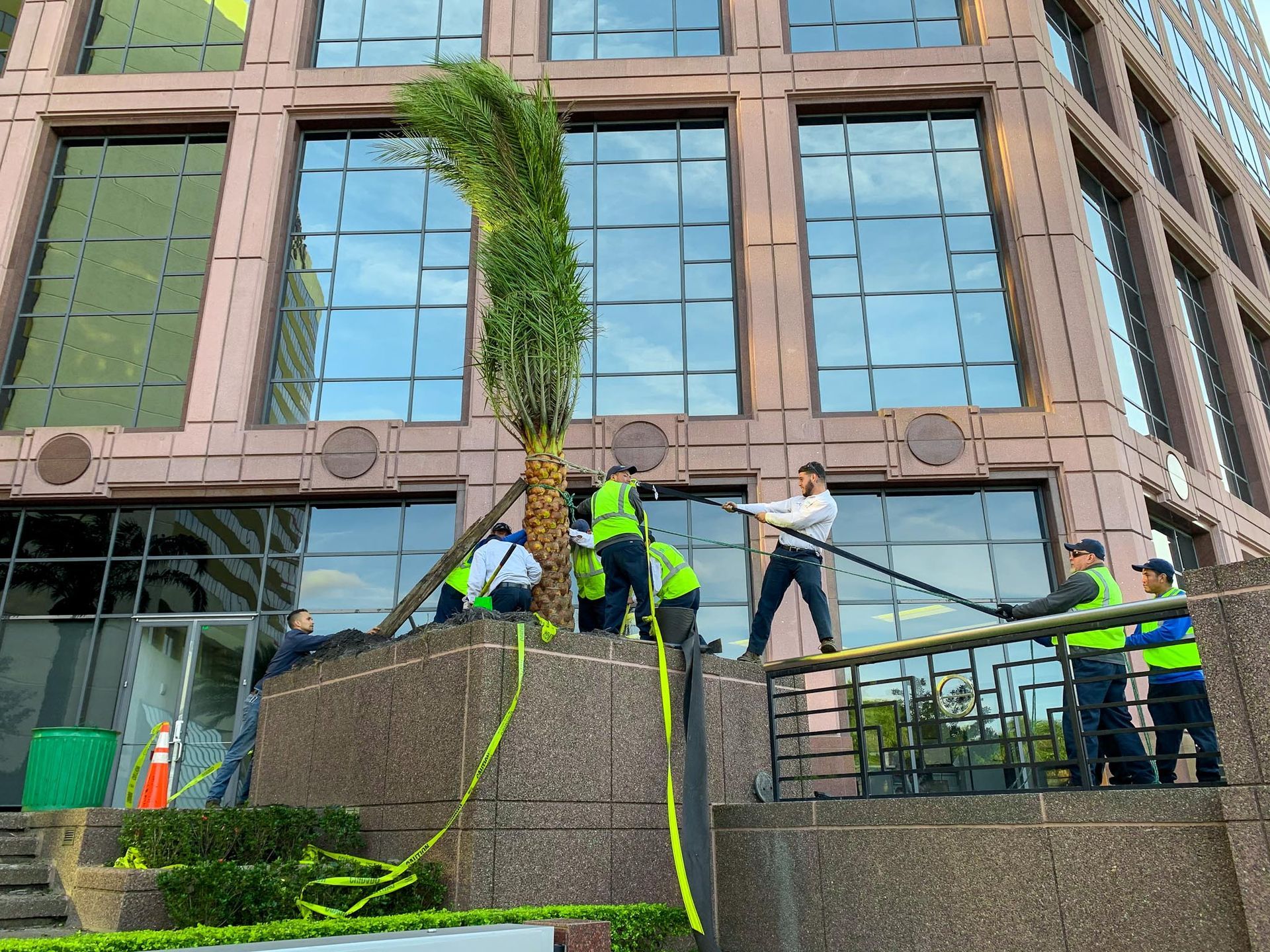 A group of people are working on a palm tree in front of a building.