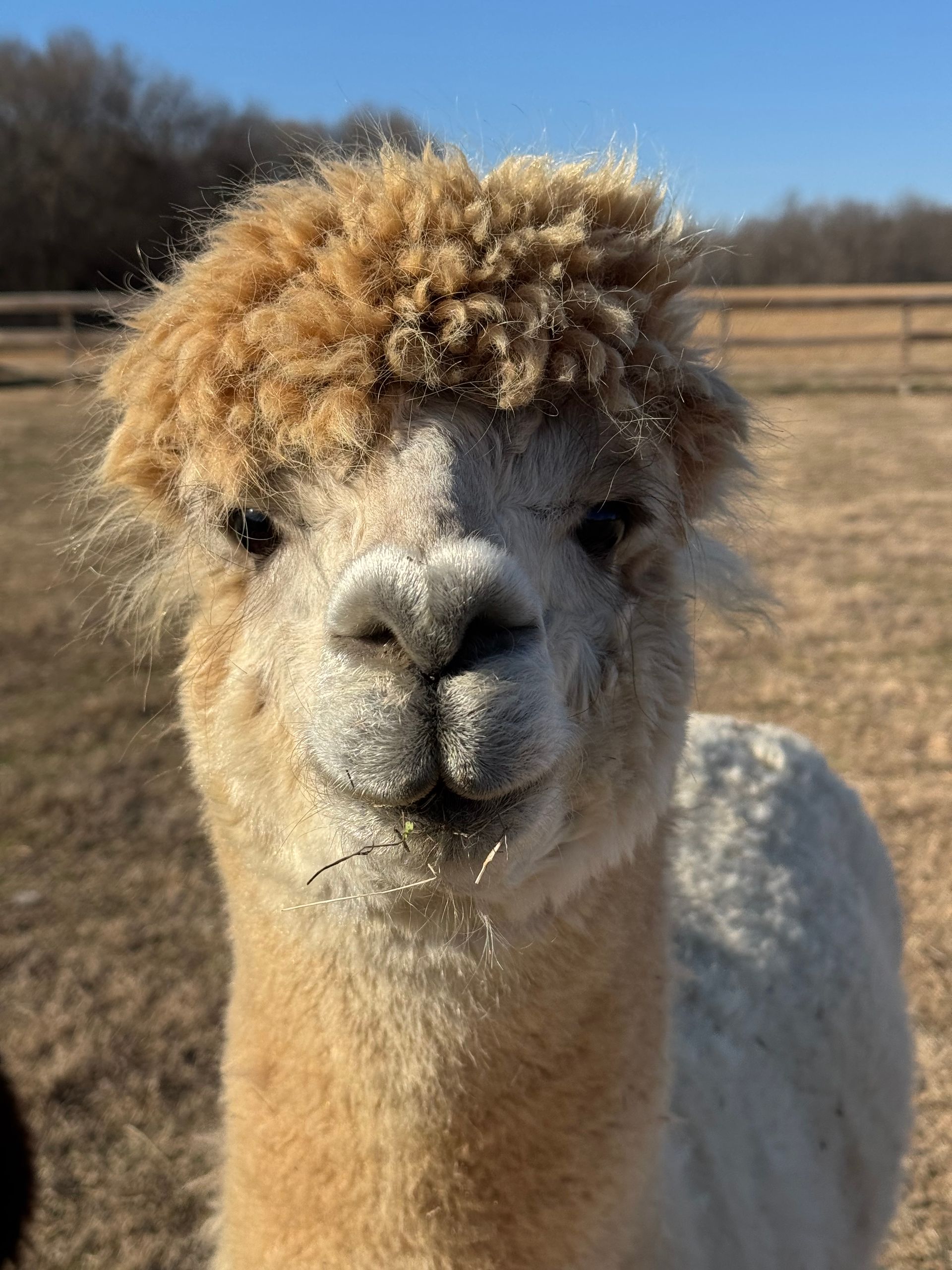 Tan alpaca with a fluffy, light-brown tuft of hair, smiling, outdoors.