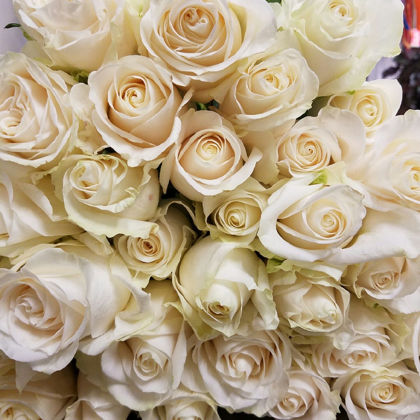 A bunch of white roses are sitting on a table