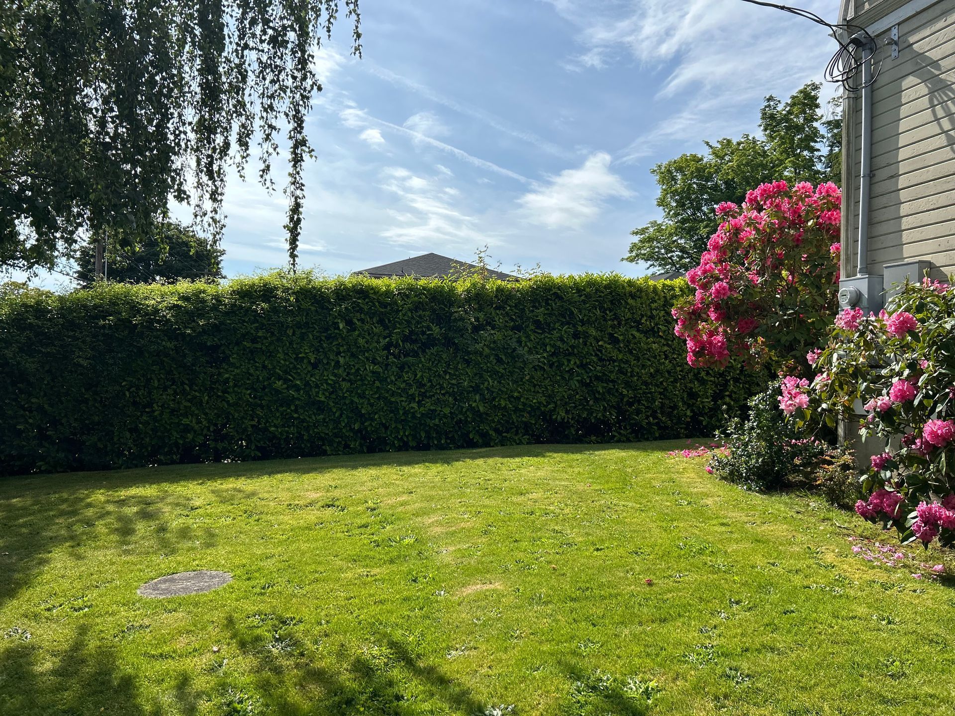 A lush green yard with a hedge and pink flowers.