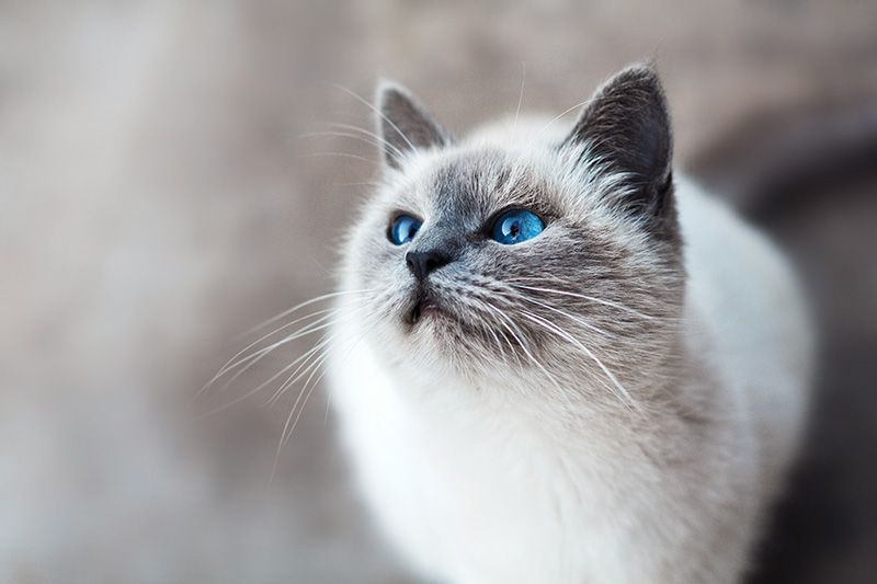 White and silver cat with bright blue eyes