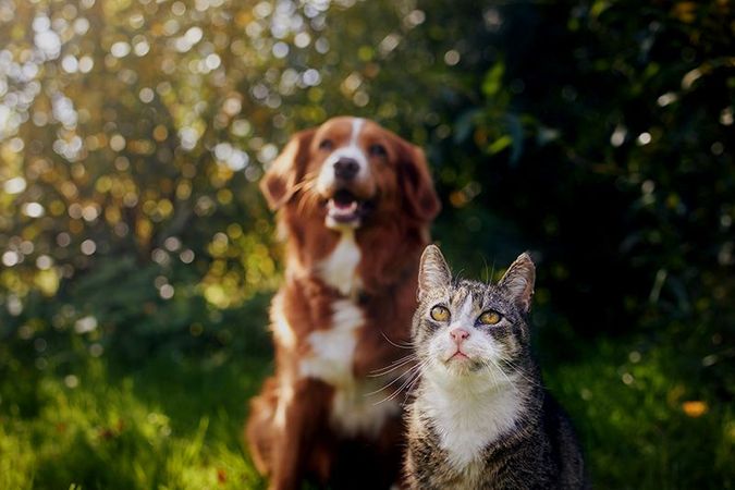 A dog and a cat are sitting next to each other in the grass.