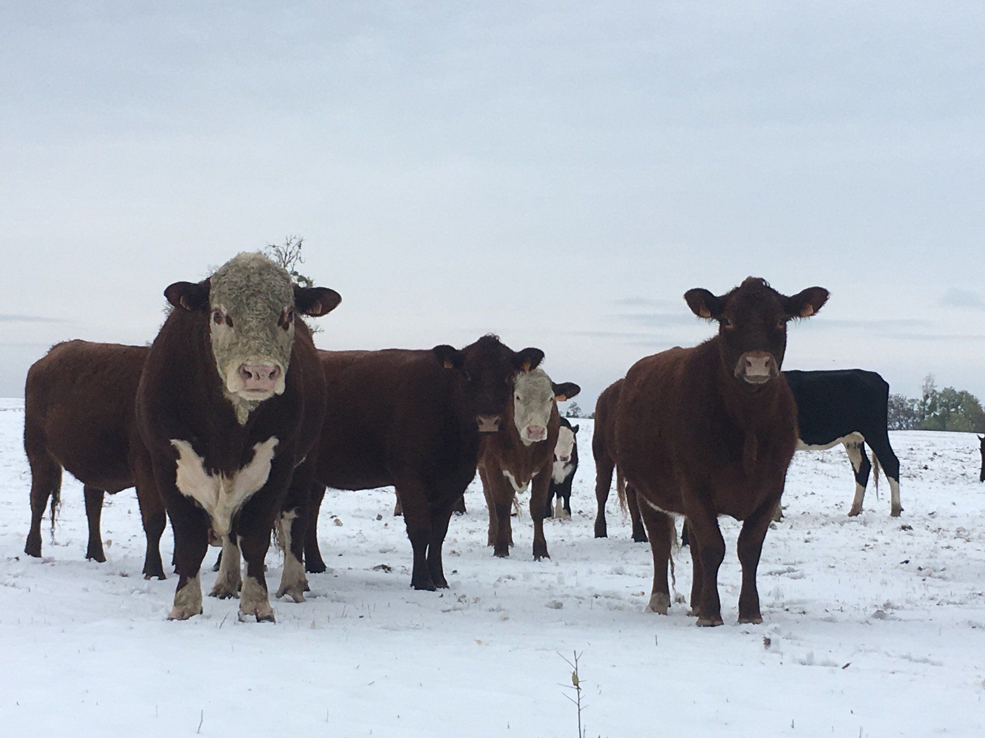 Notre élevage, plein air, sans OGM