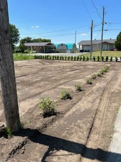 Des rangées d'arbustes nouvellement plantés dans un terrain en terre, avec des maisons, des lignes électriques et un ciel bleu en arrière-plan.
