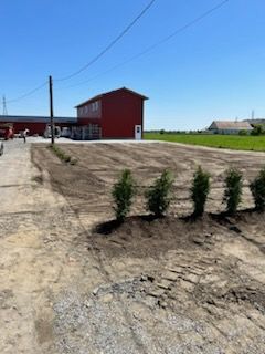 Des arbres nouvellement plantés bordent un chemin de terre menant à un bâtiment rouge sous un ciel bleu.