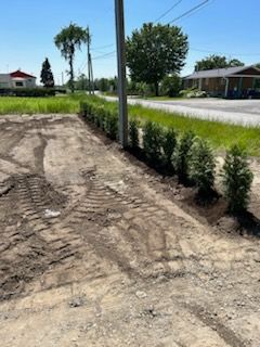 Chemin de terre bordé de nouveaux arbustes à feuillage persistant plantés le long d'un poteau électrique. Route et bâtiments en arrière-plan.
