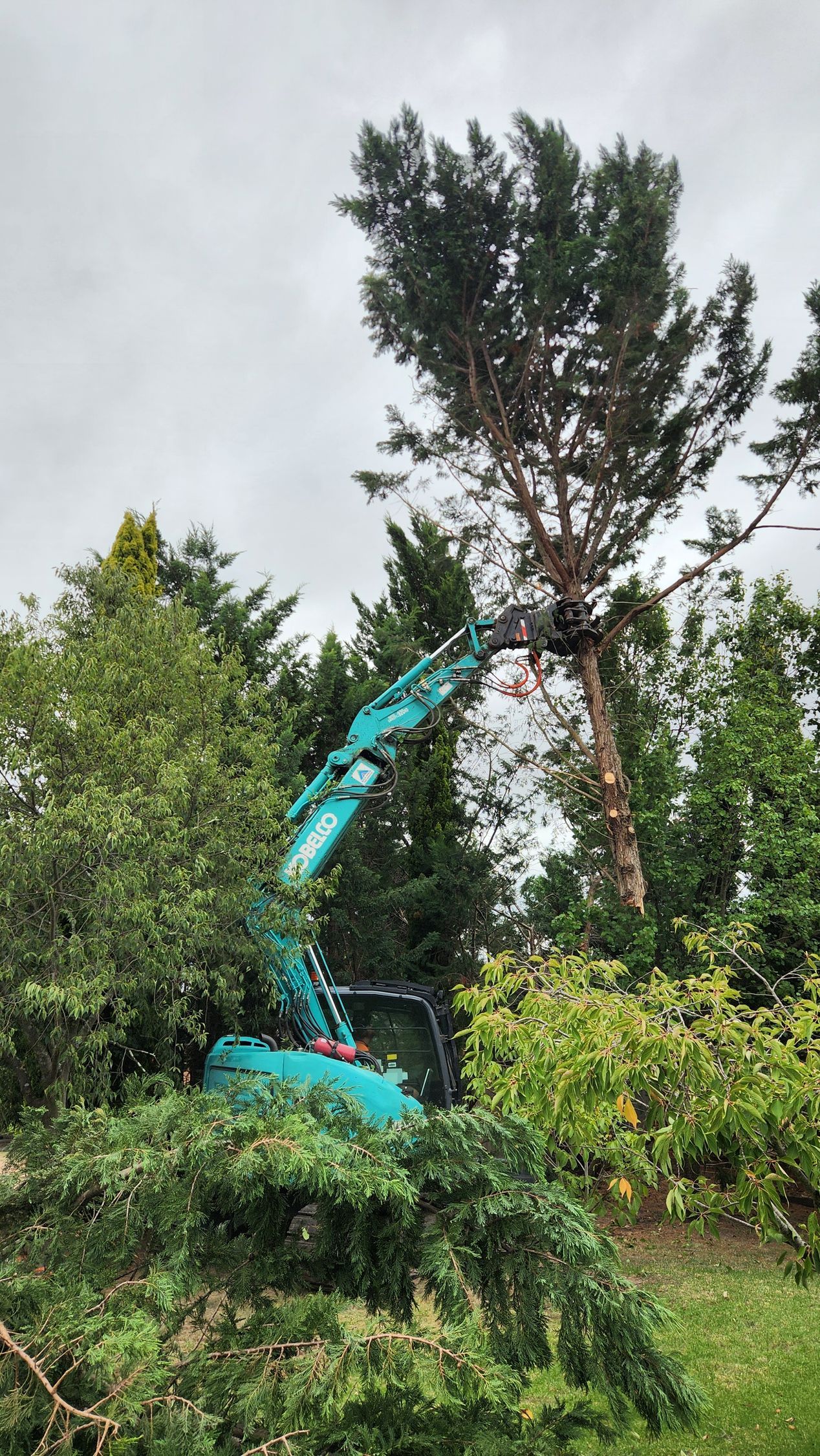 A teal excavator is cutting a tall tree in a wooded area — Agile Arbor Pty Limited in Blue Mountains, NSW