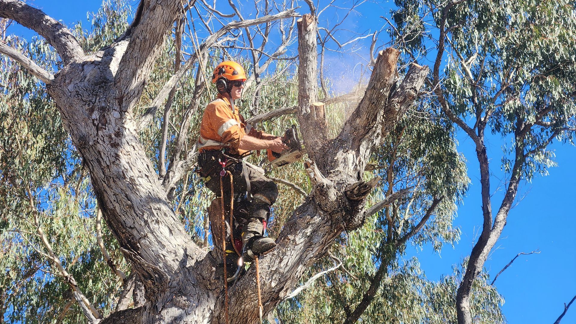 Two Bare Trees in Front of a Green Fence, Under a Blue Sky, With Some Green Grass — Agile Arbor Pty Limited in Orange, NSW