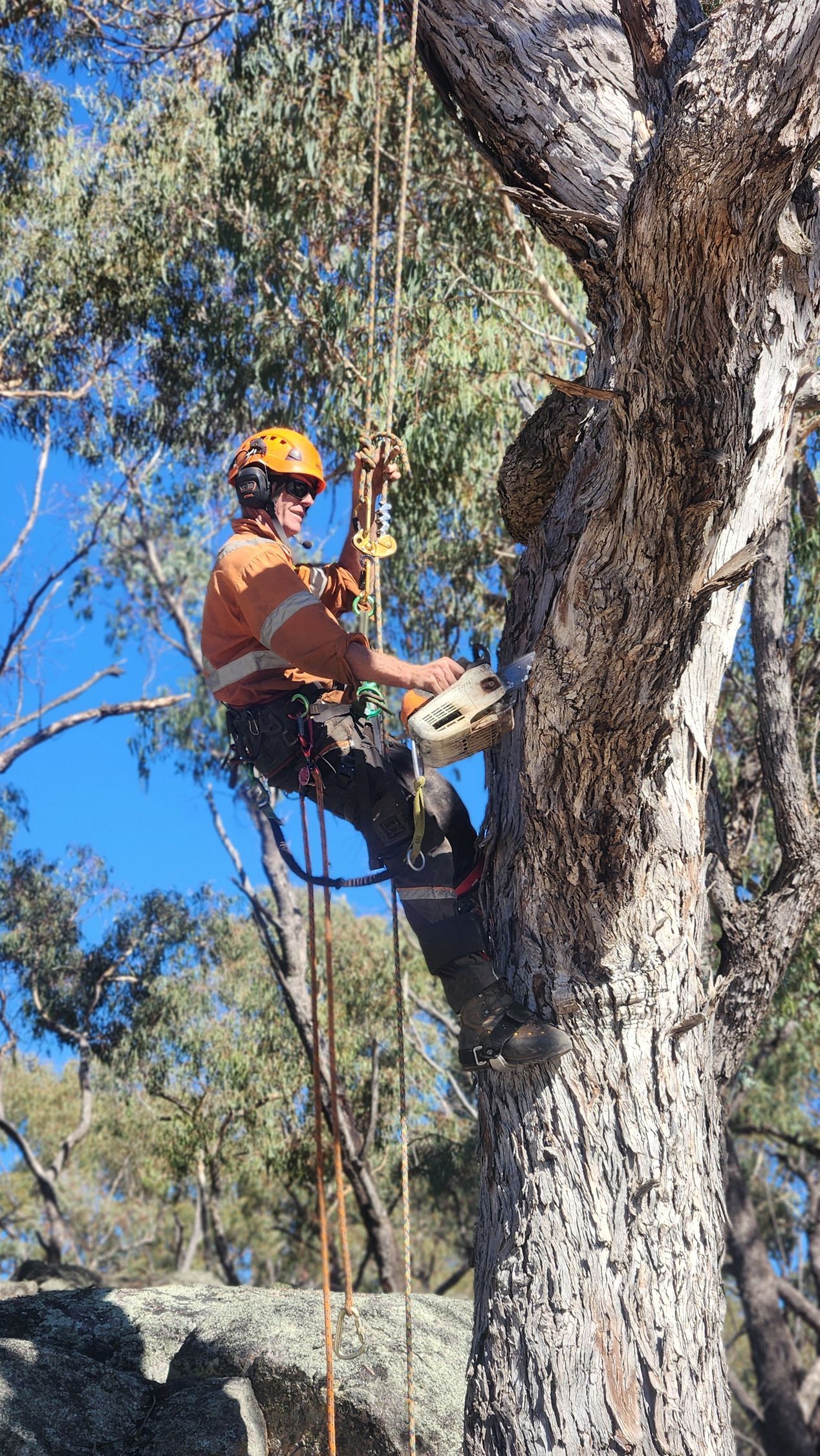 Arborist in safety gear and helmet suspended in a large tree, operating a chainsaw against the trunk.