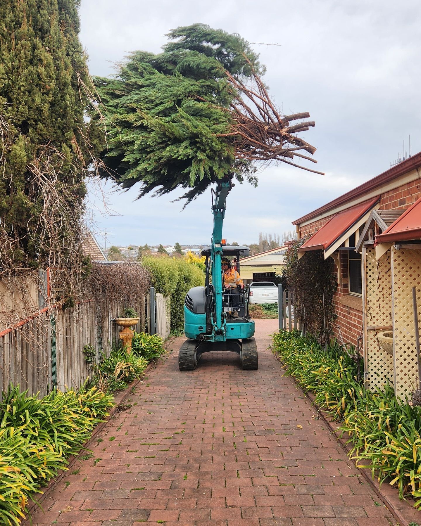 Small Excavator Carries a Large Tree Through a Narrow Brick Driveway Between Houses — Agile Arbor Pty Limited in Orange, NSW