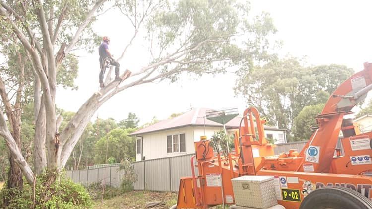 Arborist in a Tree Using a Chainsaw and Orange Wood Chipper in Background — Agile Arbor Pty Limited in Kelso, NSW
