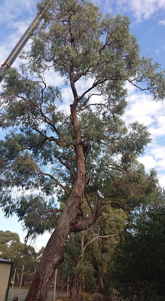 Tall Eucalyptus Tree With Twisting Trunk and Gray-green Leaves — Agile Arbor Pty Limited in Blue Mountains, NSW