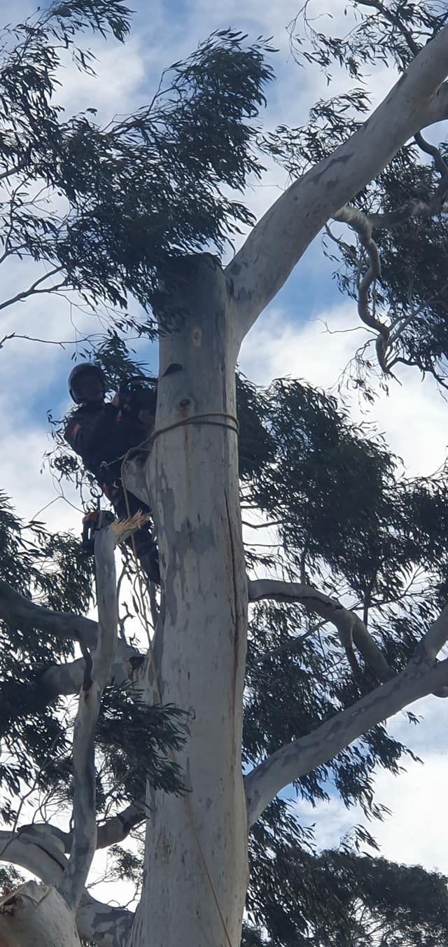 A Person Climbing a Tall Tree With a Rope, Trimming Branches — Agile Arbor Pty Limited in Lithgow, NSW