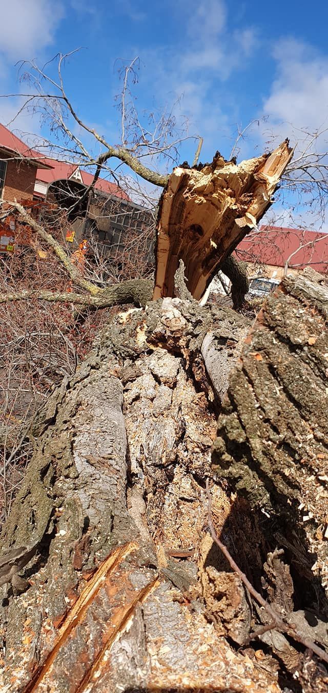 Close-up of a Damaged Tree Trunk With a Broken Branch, Blue Sky in the Background — Agile Arbor Pty Limited in Kelso, NSW
