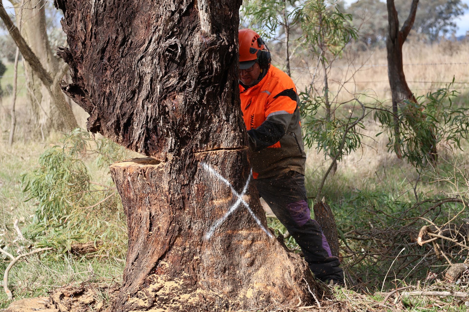 A Person in a Lift Trimming a Tall, Bare Tree Against a Blue Sky — Agile Arbor Pty Limited in Lithgow, NSW