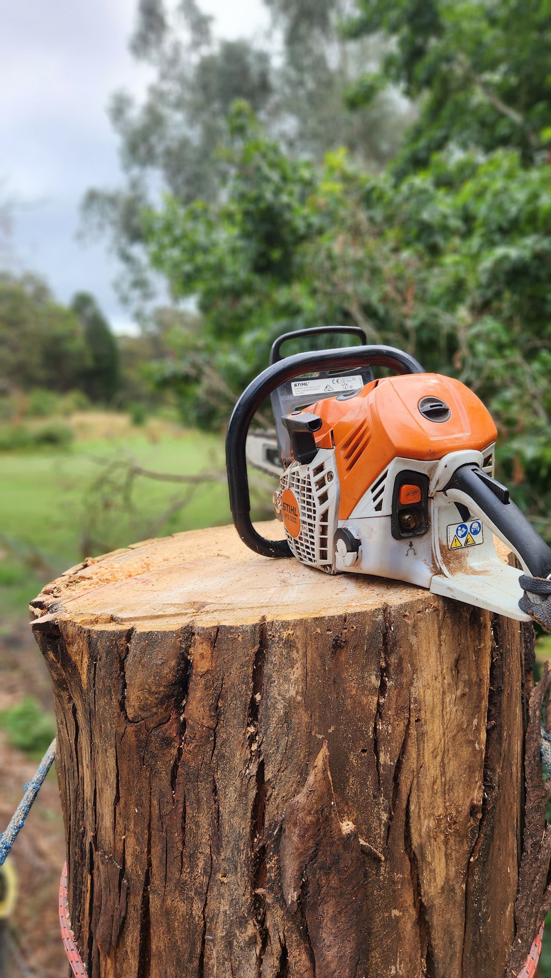 Chainsaw on a tree stump — Agile Arbor Pty Limited in Blue Mountains, NSW