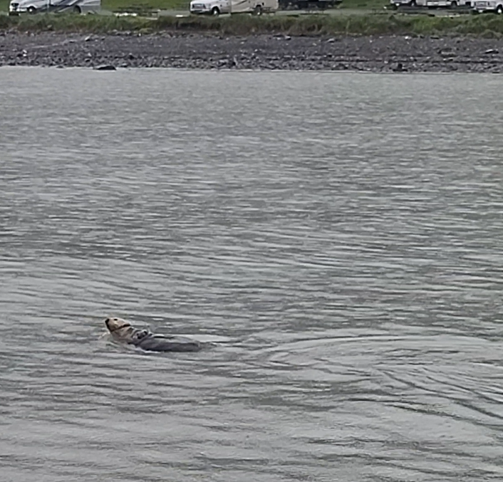 Sea Otter swimming in Resurrection Bay, Seward Alaska