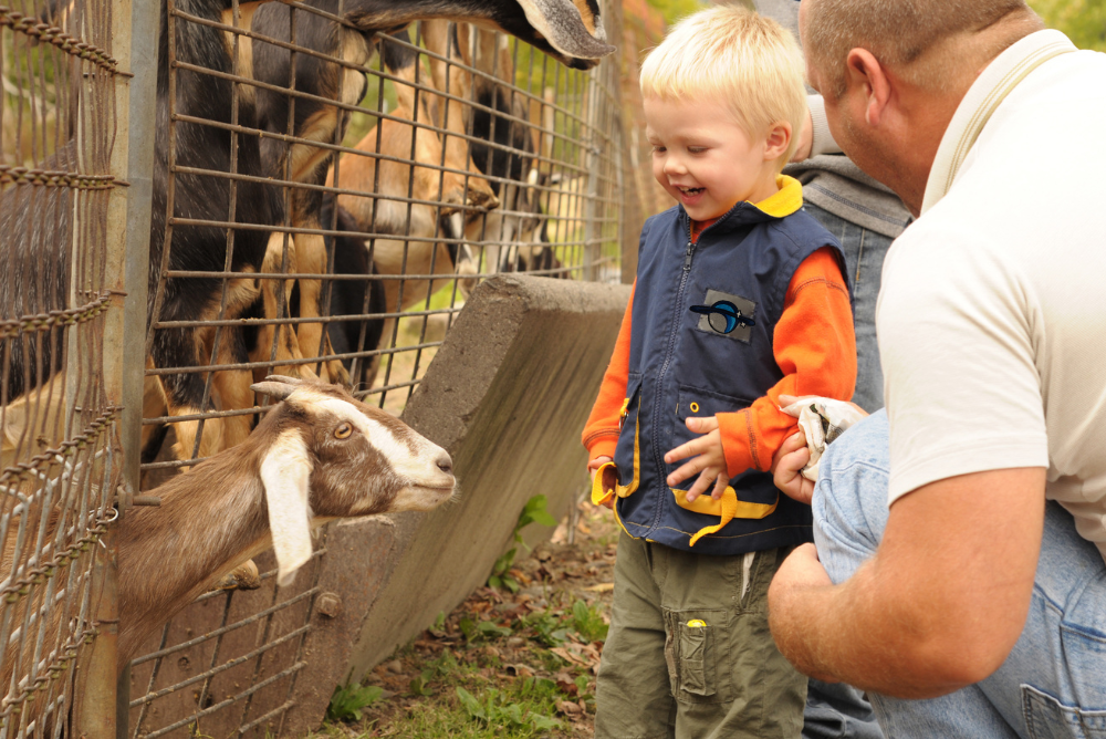 farm-local-kid-goat