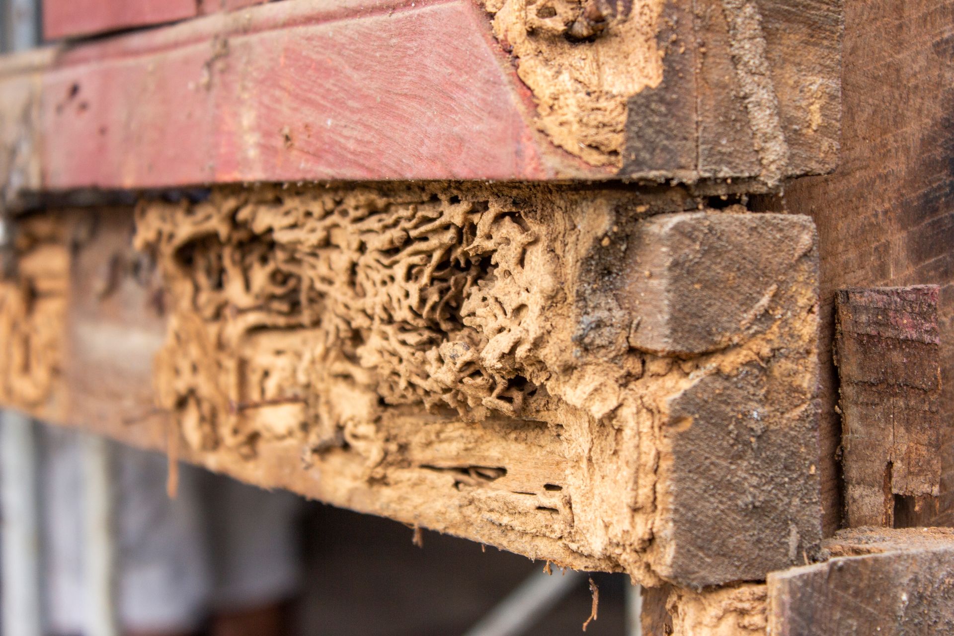 A close up of a piece of wood that has been eaten by termites.