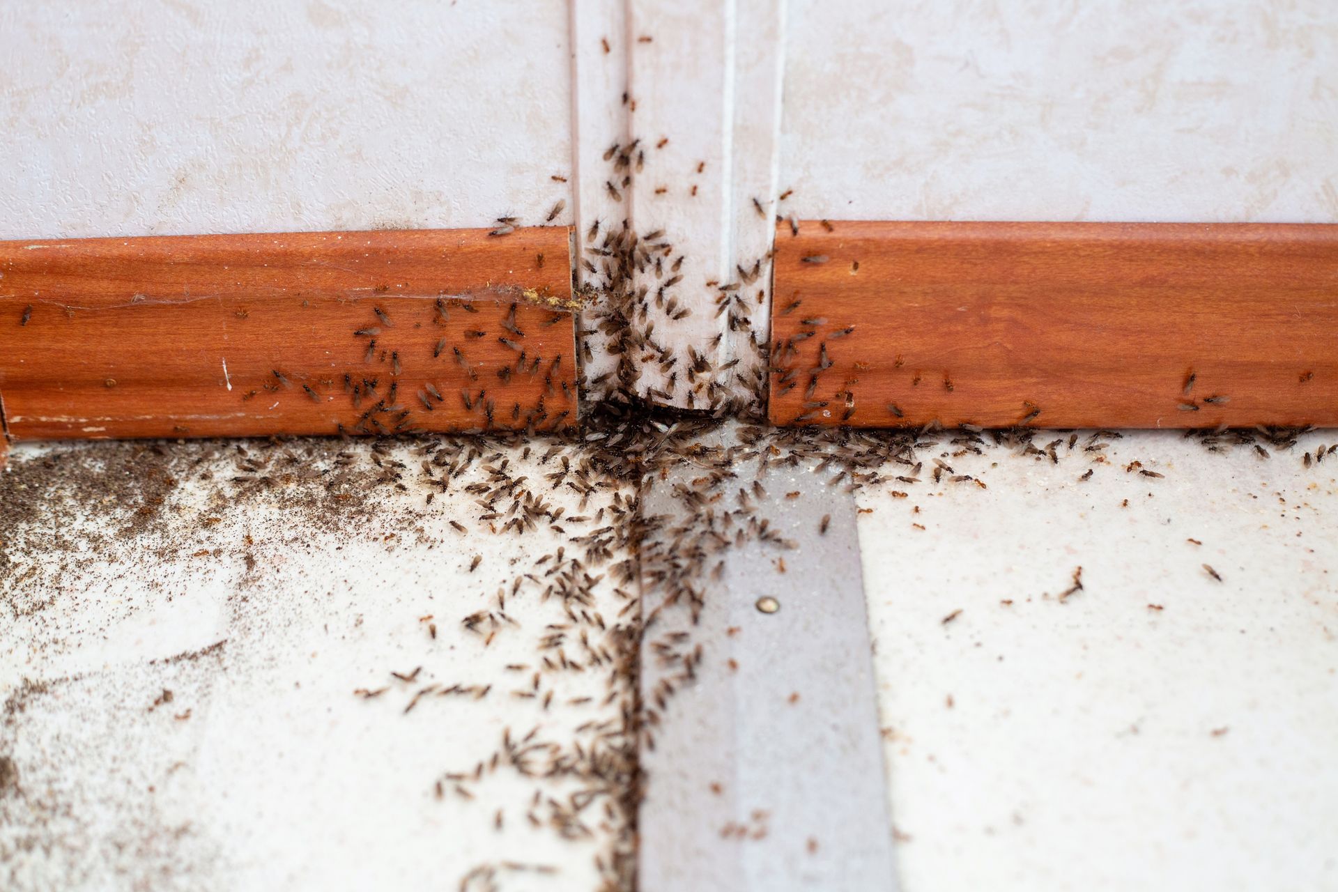 A bunch of ants are crawling on the floor in a room.