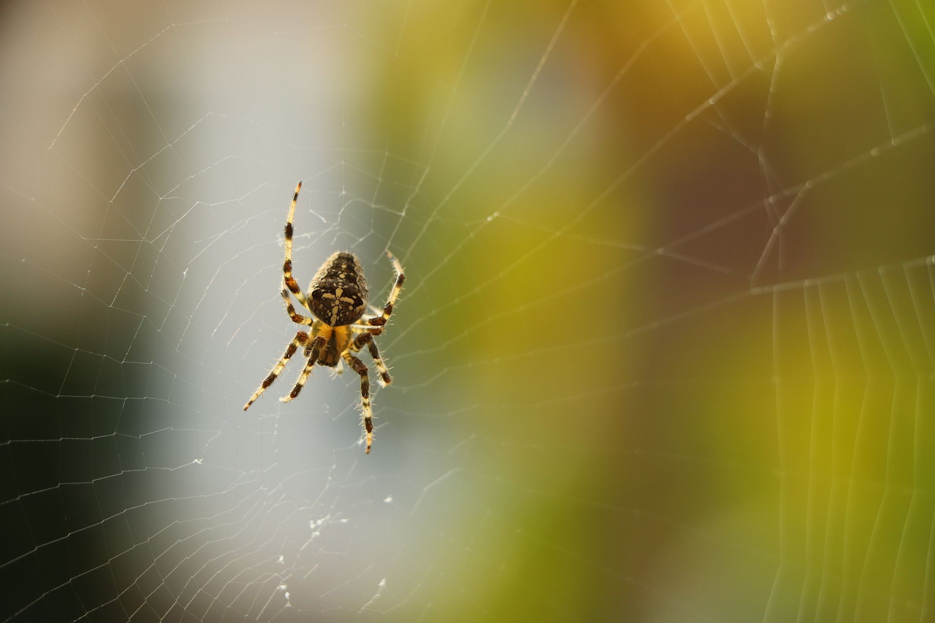 A close up of a spider on a web.