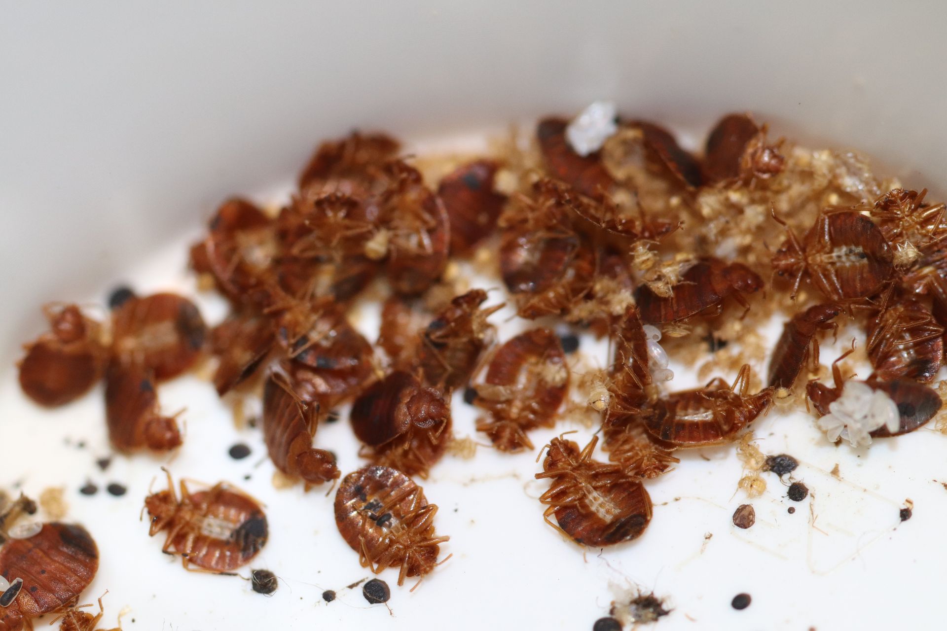 A pile of bed bugs in a bowl of milk.