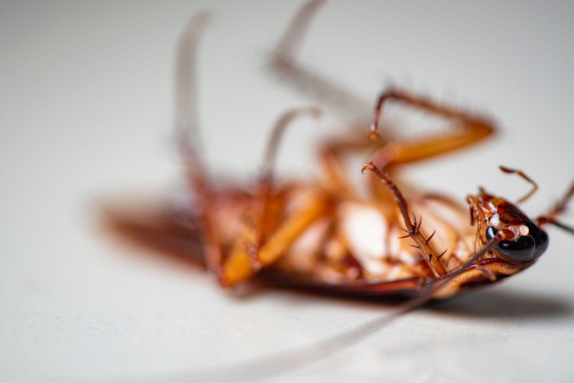 A cockroach is laying on its back on a white surface.