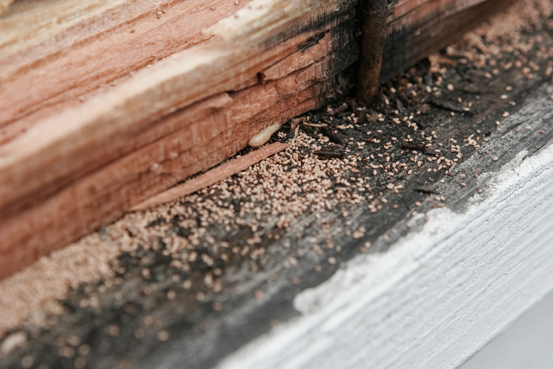 A close up of a piece of wood with termites crawling on it.