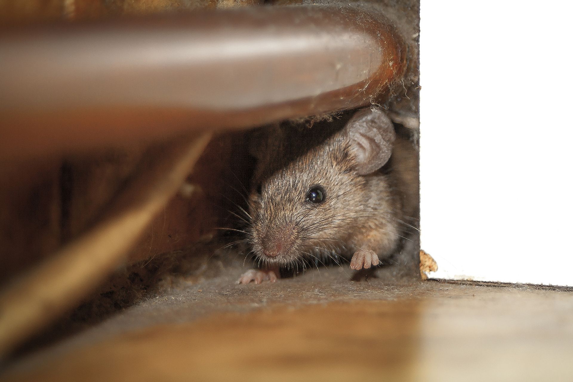 A mouse is looking out of a hole in a wall.