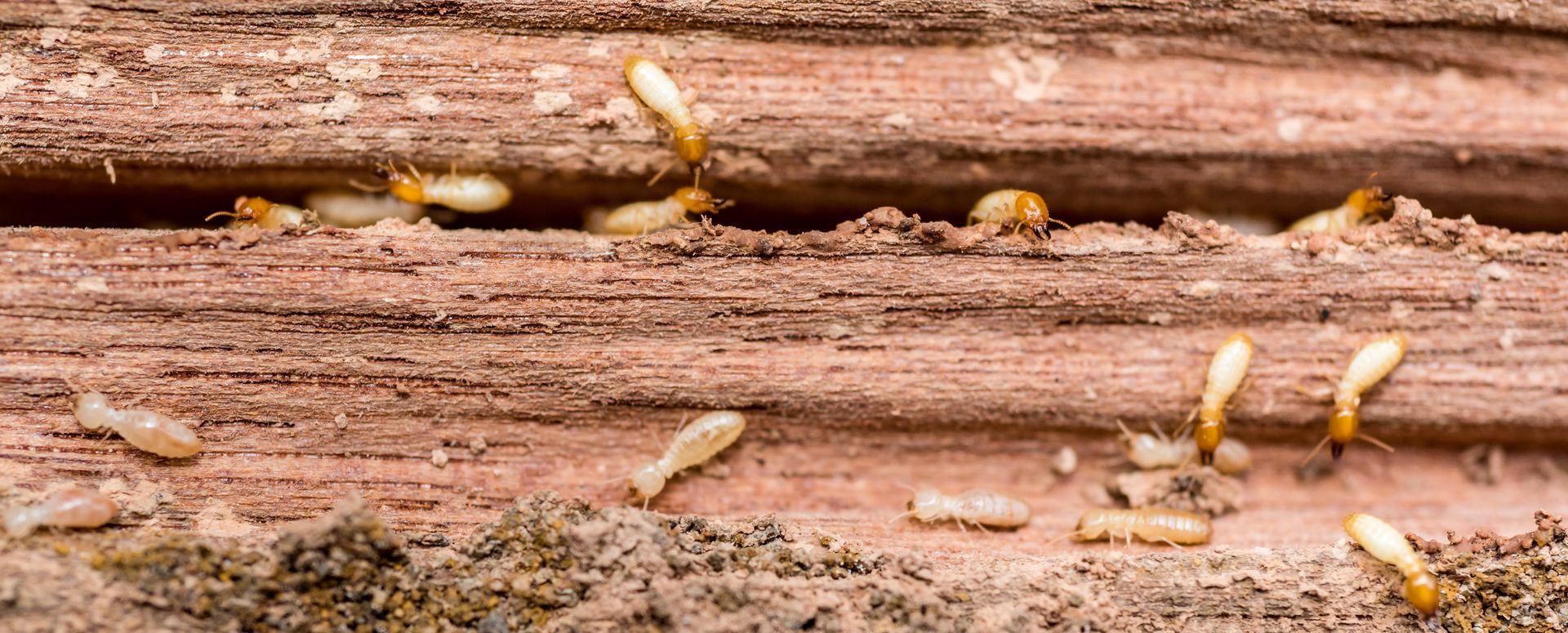 A group of termites are crawling on a piece of wood.