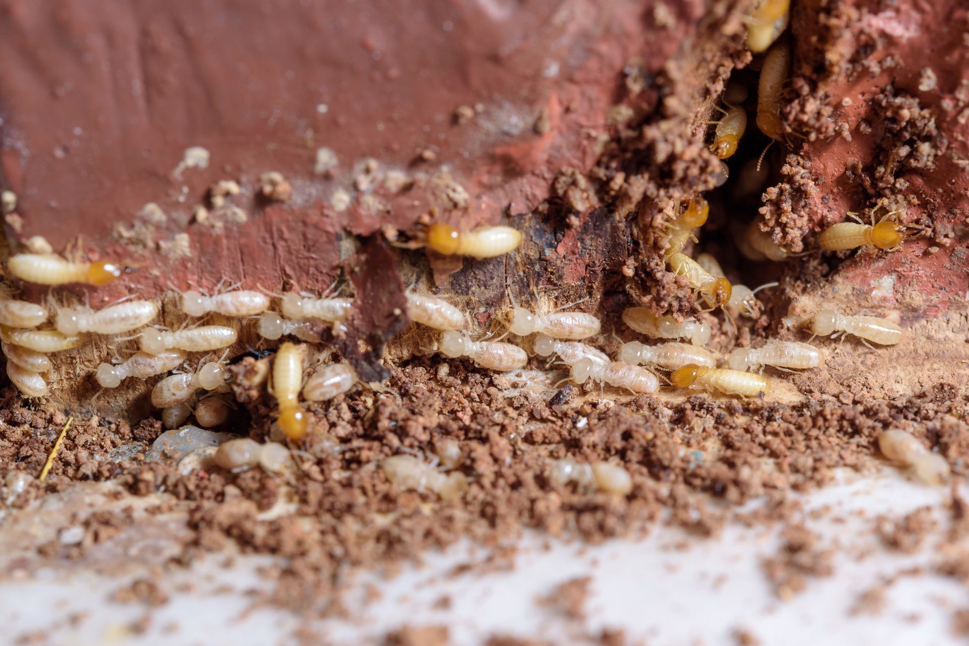 A bunch of termites are crawling on a piece of chocolate.
