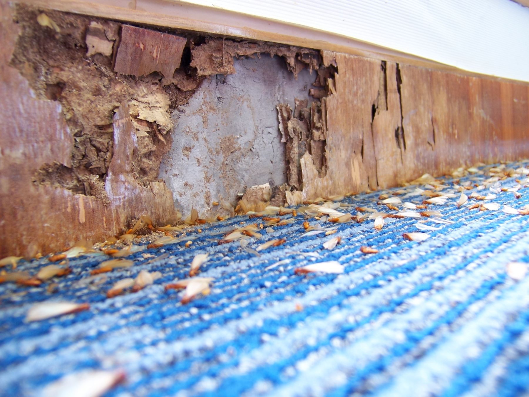 Illustration of damages caused by pests.